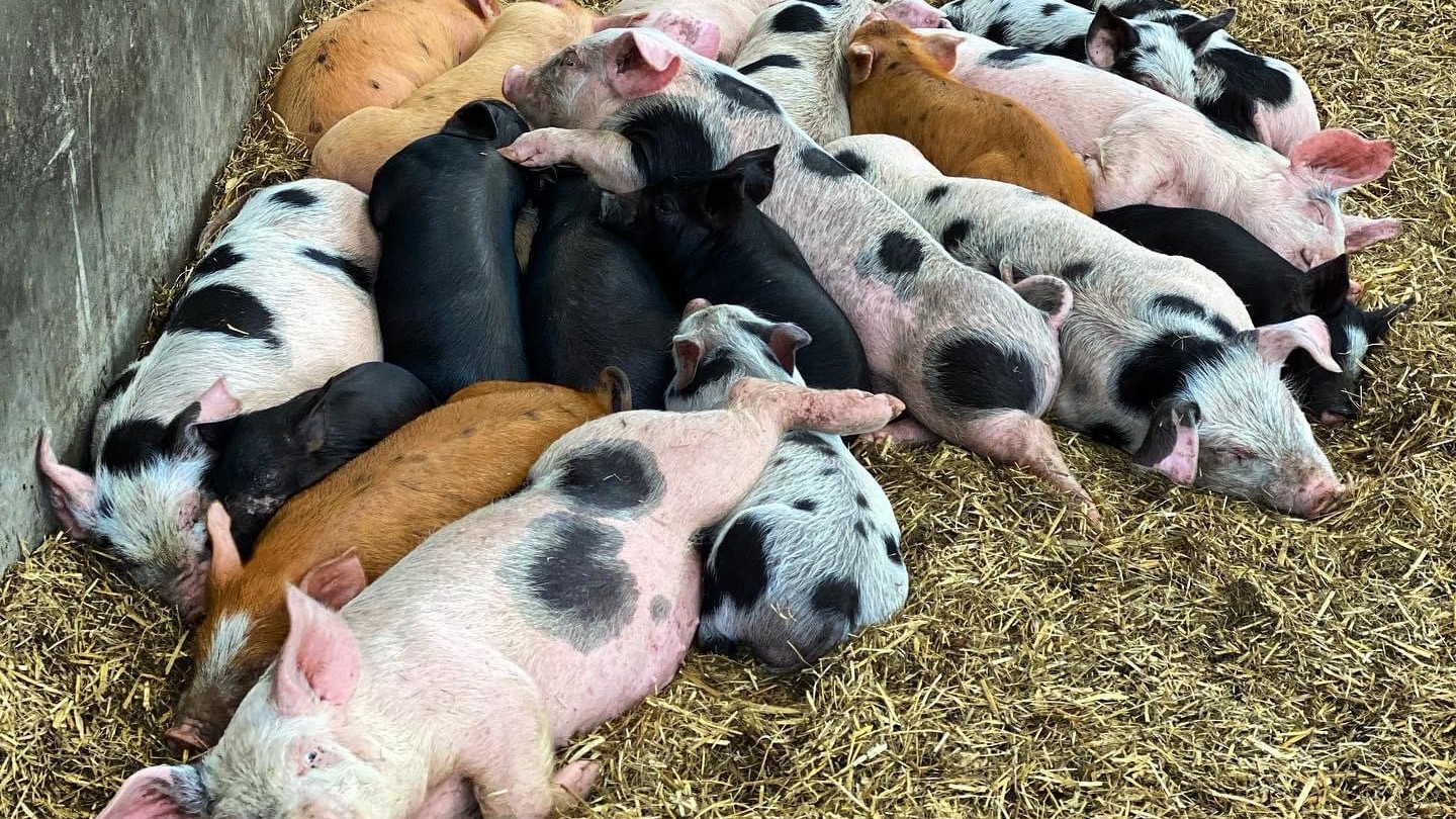 river severn fairy trail pigs
