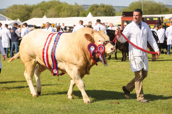 Balmoral Bull